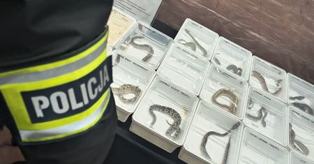 Policja wkroczyła na targi egzotycznych zwierząt w Lublinie. Zabezpieczono sześć żółwi, trzy kameleony i 25 pytonów królewskich