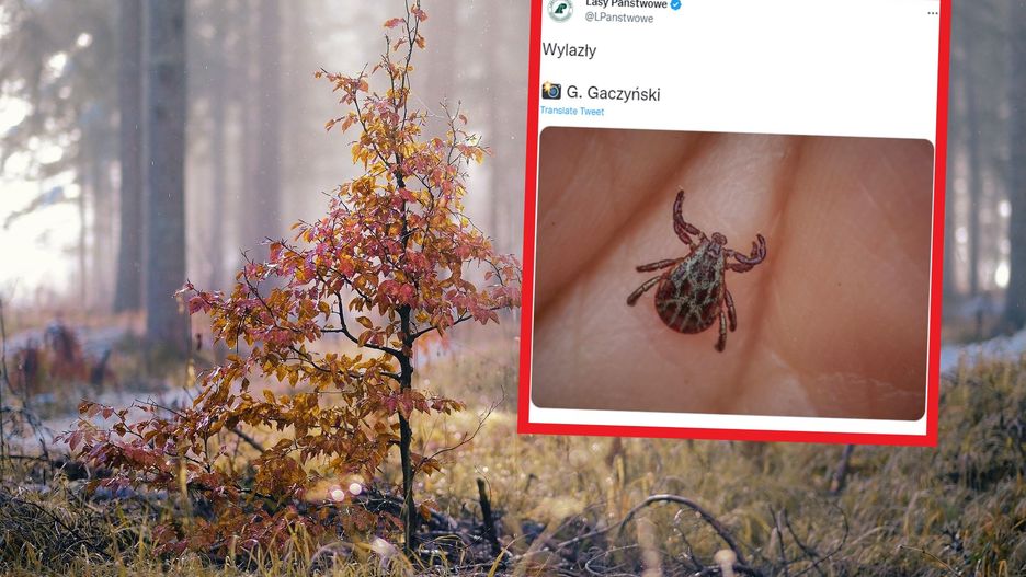 Kleszcze zimą również atakują