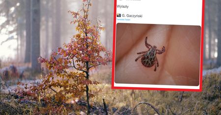 Kleszcze w zimie? Lasy Państwowe: "Wylazły"