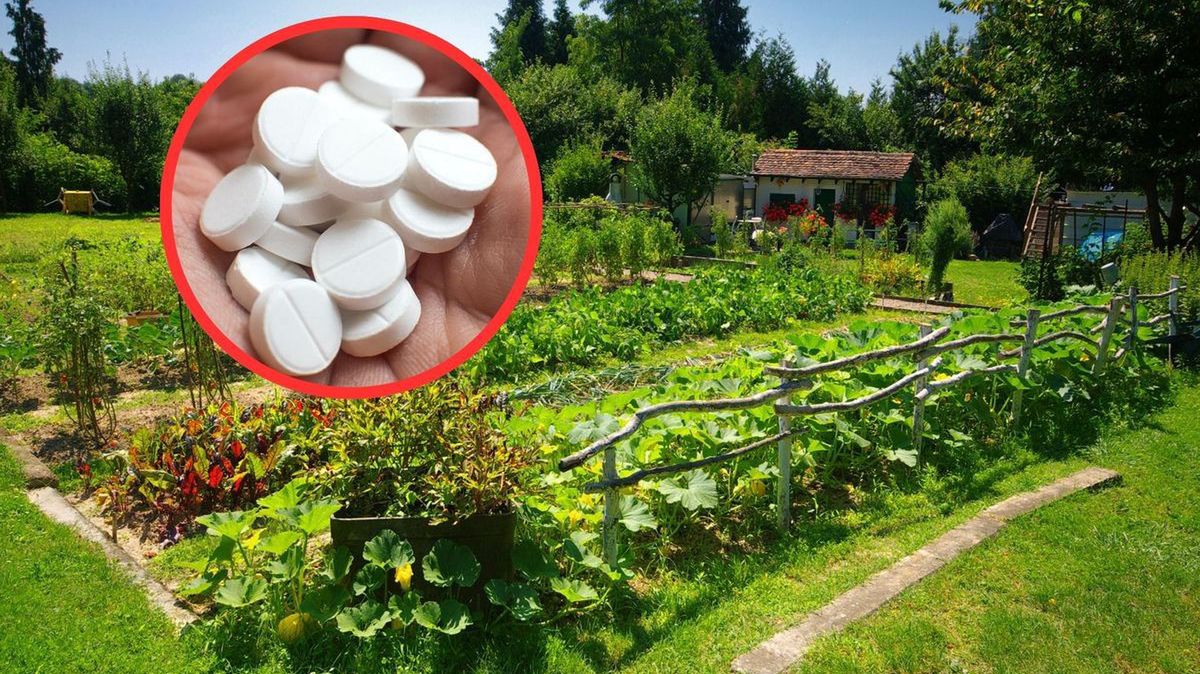 Zakop tabletkę w ogródku