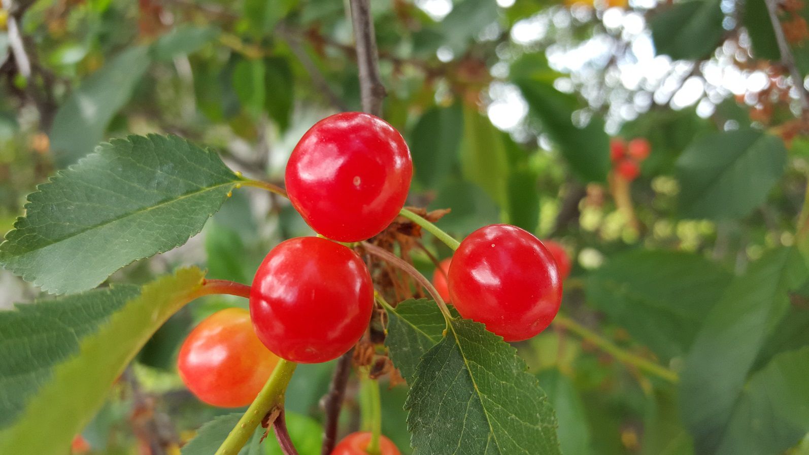 Test Samsunga Galaxy S6 – szaleństwo QuadHD i siła ośmiu rdzeni 14