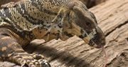 Pale Moon idzie własną drogą: Goanna zastąpi silnik Gecko