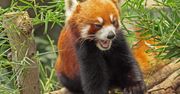 Firefox 37 poprawia bezpieczeństwo internautów i zgodność z HTML5