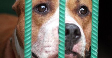 Amstaff pogryzł rocznego chłopca.Pies był w rodzinie od szczenięcia.