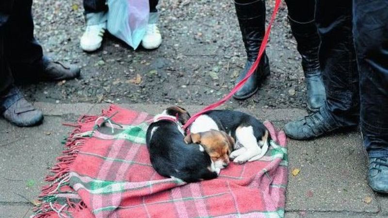 Zmarznięte szczenięta to częsty widok na Sielance. Ubrani ciepło właściciele nie zdają sobie sprawy z ich cierpienia