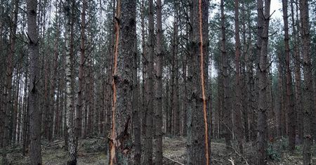 Co kryje się za tajemniczymi pionowymi pasami na sosnach w leśnictwie Białobłocie?