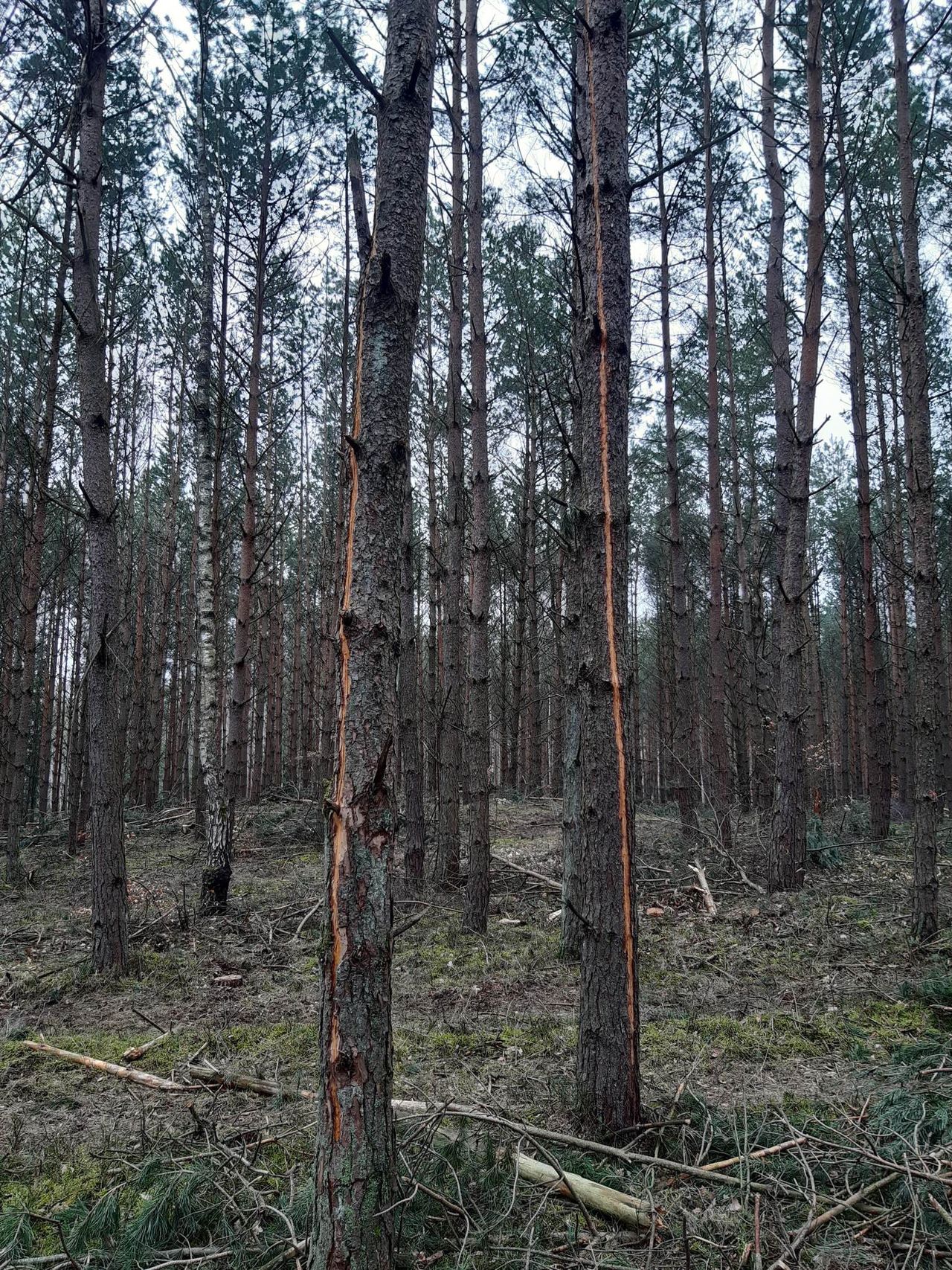 Co kryje się za tajemniczymi pionowymi pasami na sosnach w leśnictwie Białobłocie?