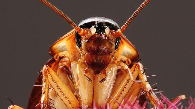 Wkrótce będziemy pozyskiwać elektryczność z robactwa? 1