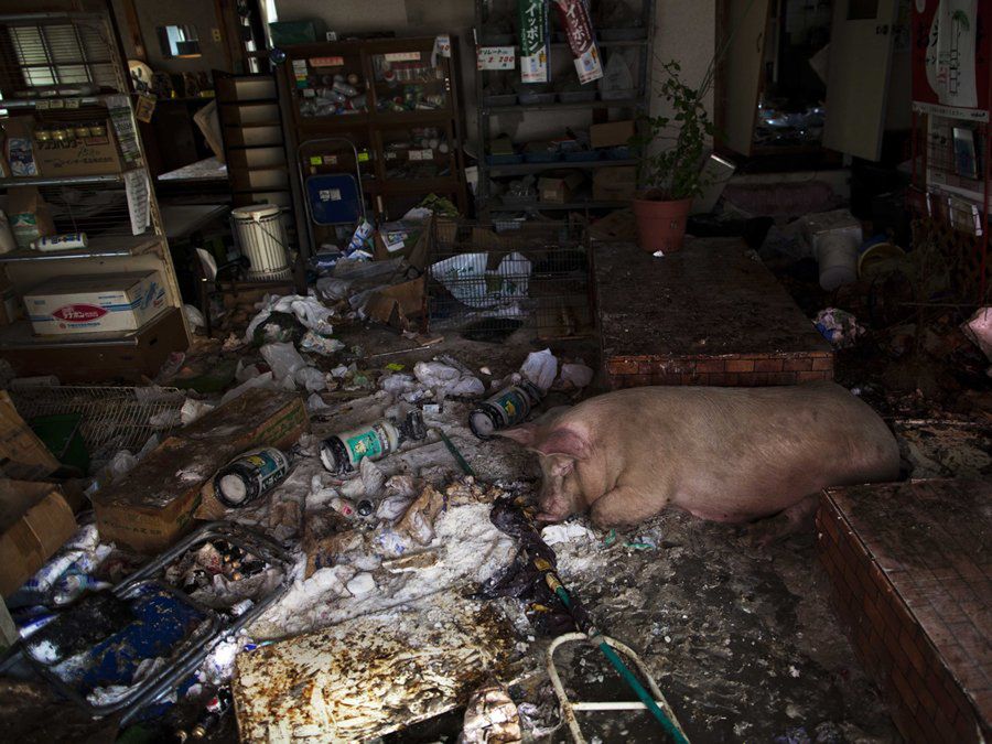 Fukushima. Jak wygląda atomowa zona w japońskim wydaniu? 11