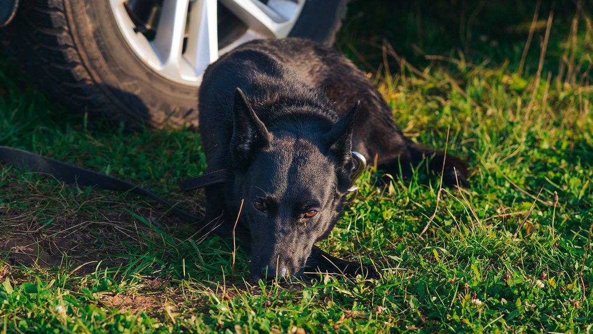 Pies mógł zostać w każdej chwili potrącony.