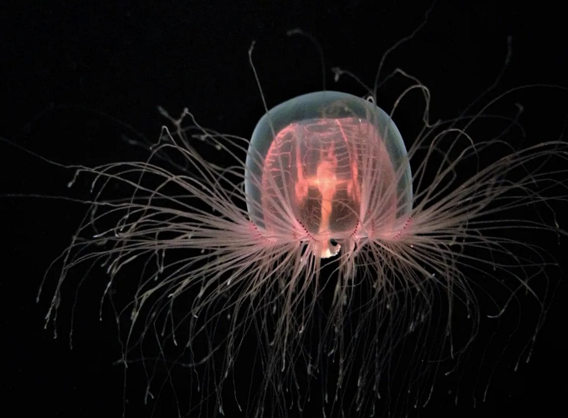 Najdłużej żyjące zwierzę. Ten gatunek pamięta czasy Jezusa