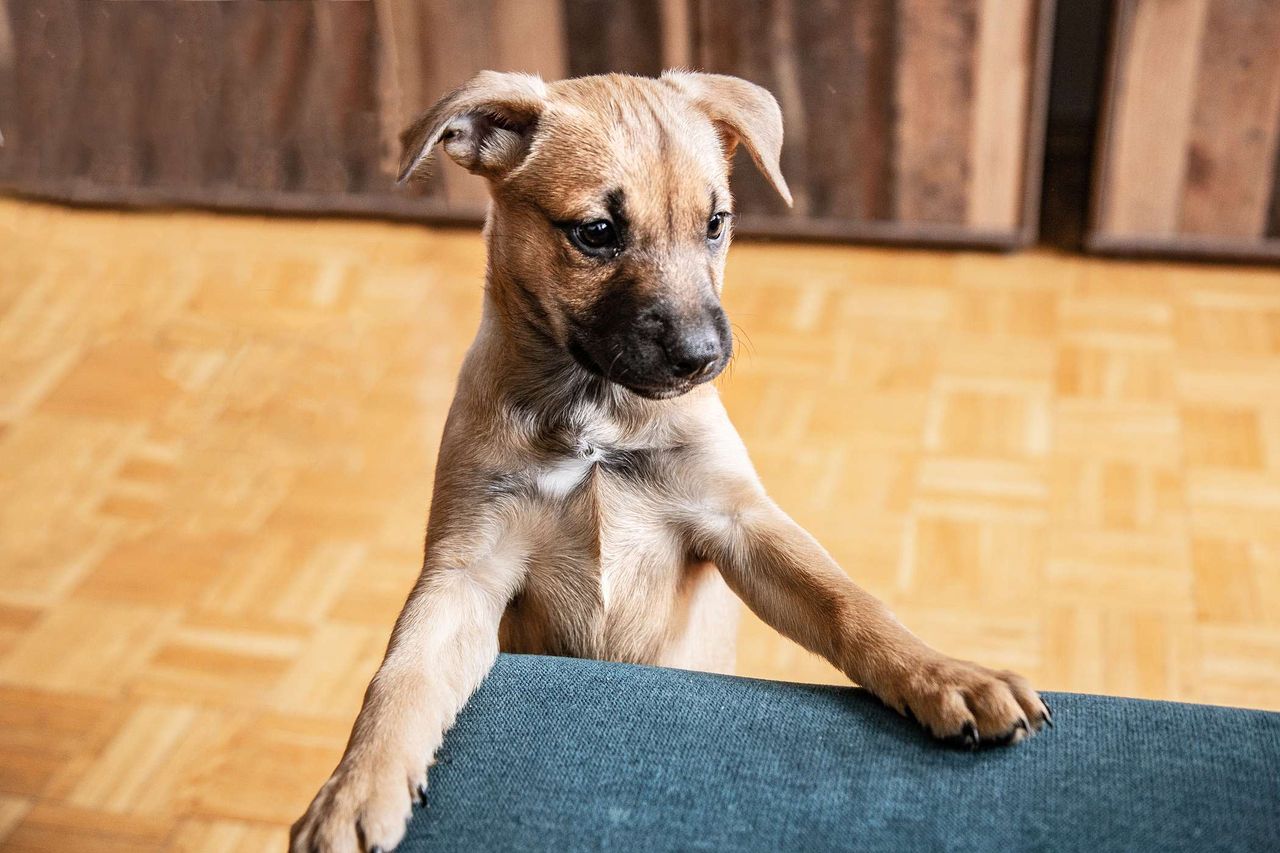 Twój pies budzi cię o świcie? Hodowcy zdradzają, jak to zatrzymać!