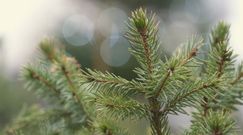 Wypożyczalnia choinek: ekologiczny hit. Alternatywa, którą pokochali Polacy