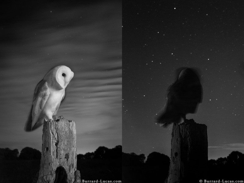 Will Burrard-Lucas sfotografował przepiękne sowy w podczerwieni 6