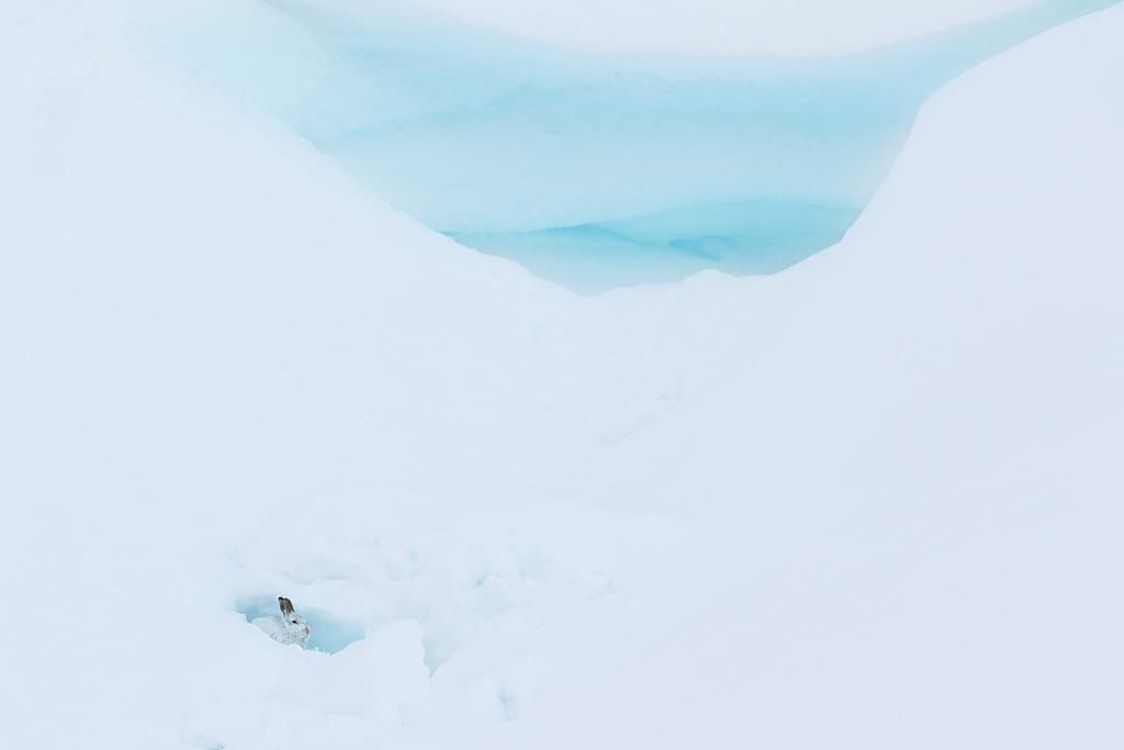 Prezentujmy Wam zwycięskie zdjęcia konkursu British Wildlife Photography Awards 2016 11