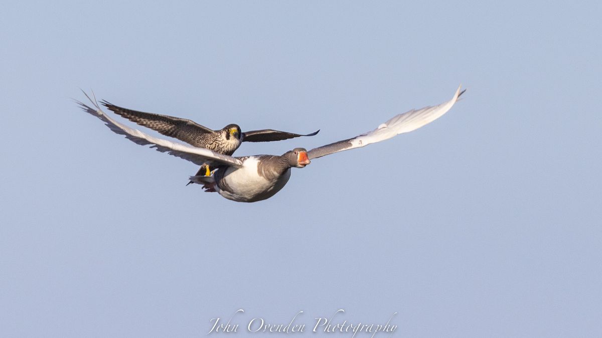 Sokół jako pasażer na gapę.