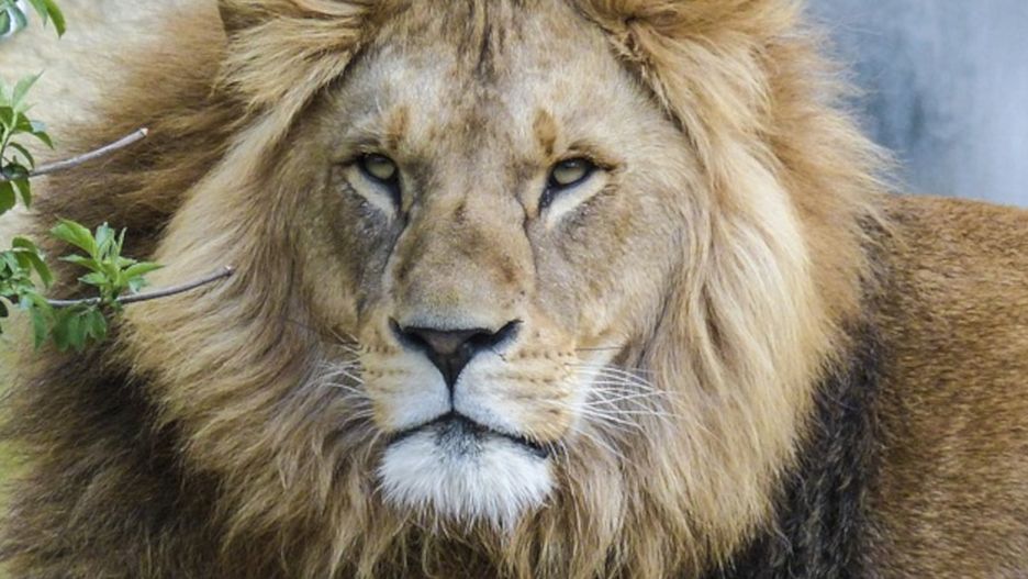 Horoskop dla Lwów na maj.