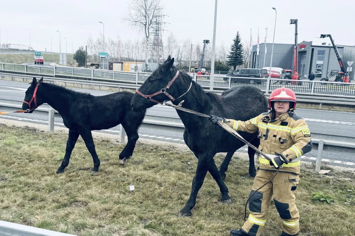 2-kilometrowy korek na S8. Przewróciła się przyczepa z końmi