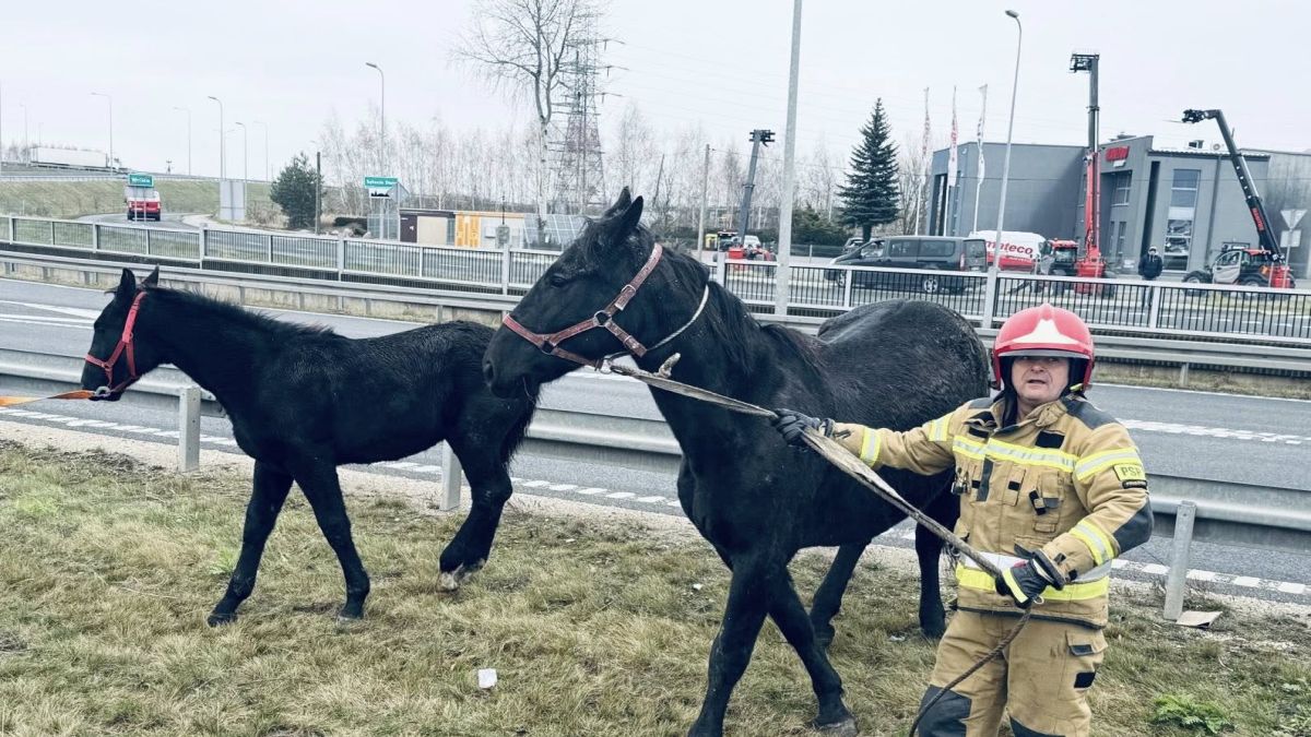 Strażacy pomogli zwierzętom