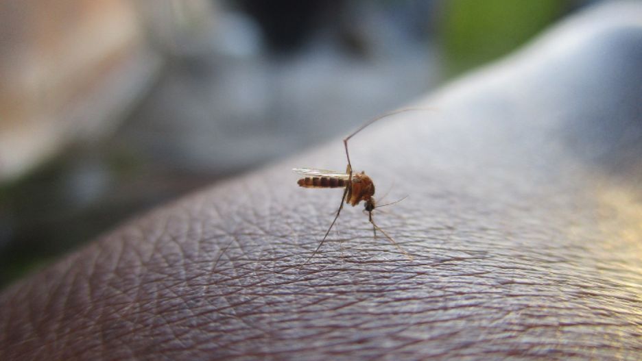 Naturalne sposoby na odstraszenie komarów
