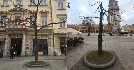 Kraków chwali się, że wytnie drzewo. Internauci krytykują