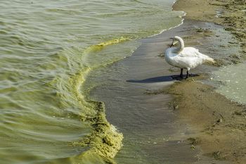 Zakwit sinic na jednym z kąpielisk na Kaszubach. Sanepid wydał ostrzeżenie