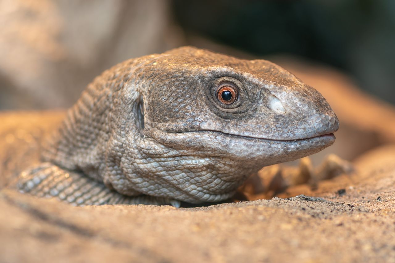 Varanus exanthematicus to jedna z największych żyjących na świecie jaszczurek 