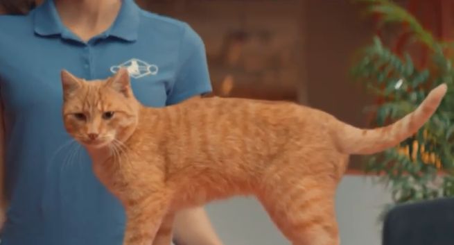 Odchudzanie kotów reklamuje Pożyczkę Fit w Kasie Stefczyka (wideo)