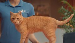 Odchudzanie kotów reklamuje Pożyczkę Fit w Kasie Stefczyka (wideo)