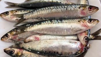 Te ryby robią furorę. To sekret na promienną skórę