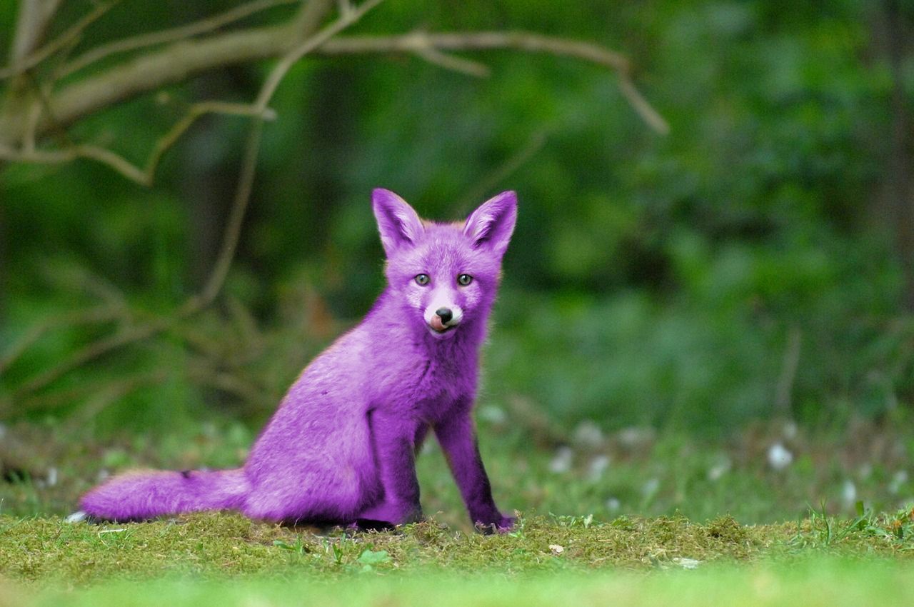 Malware Purple Fox jest teraz jeszcze bardziej złośliwy