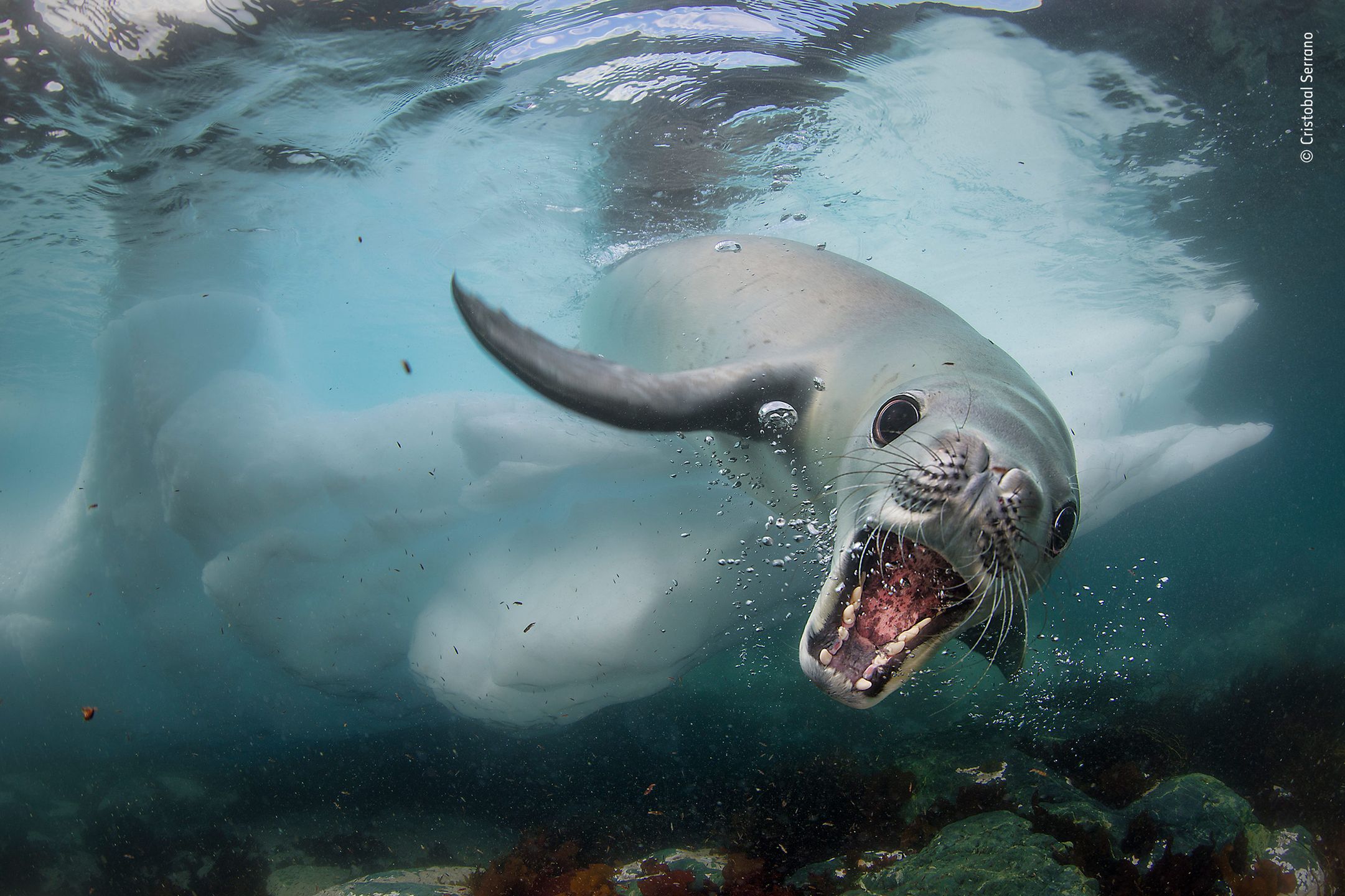 Panasonic przyzna nagrodę publiczności w konkursie Wildlife Photographer of the Year 1