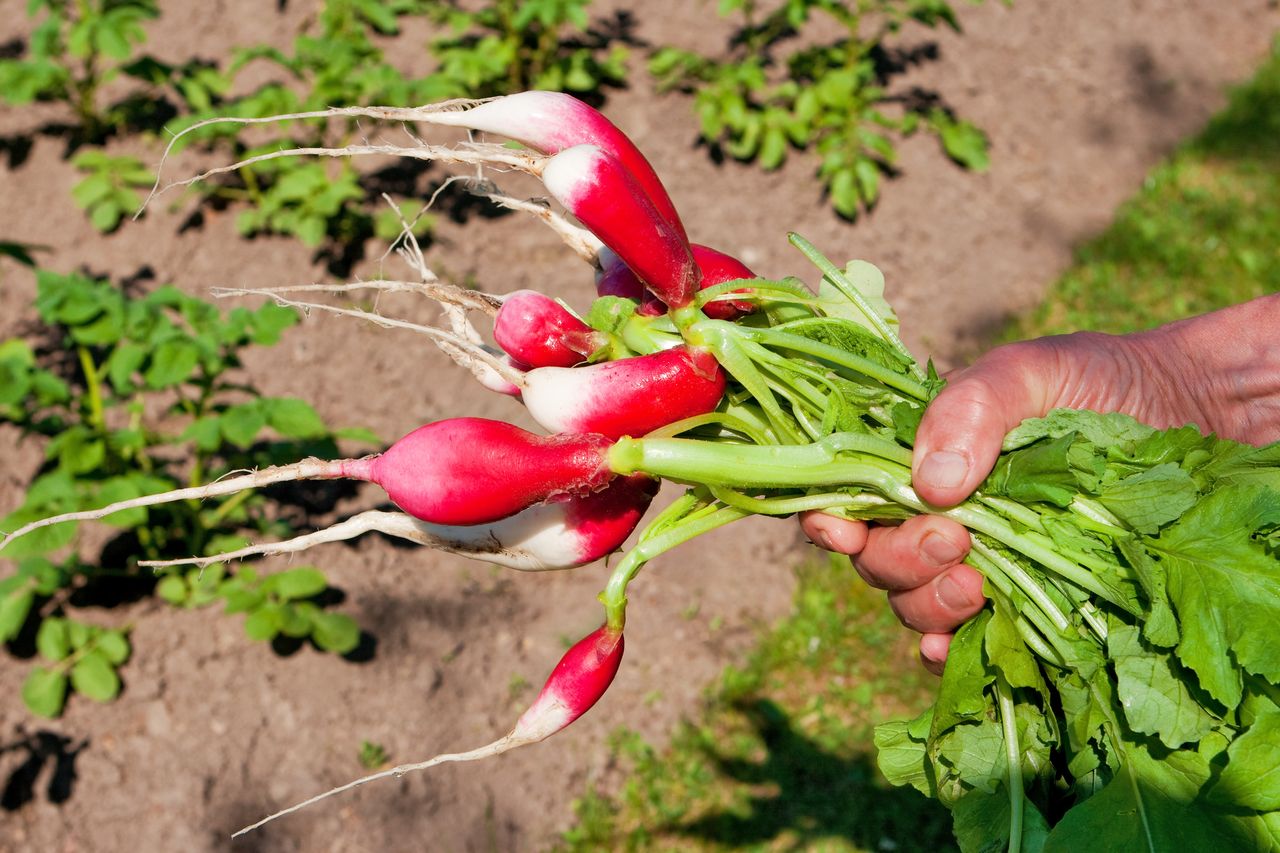 Nie wyrzucaj do śmieci. Liście są zdrowsze niż korzeń
