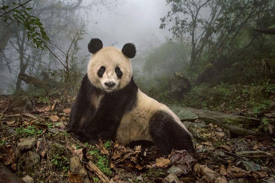 Oto najlepsze fotografie 2016 roku według magazynu National Geographic 3