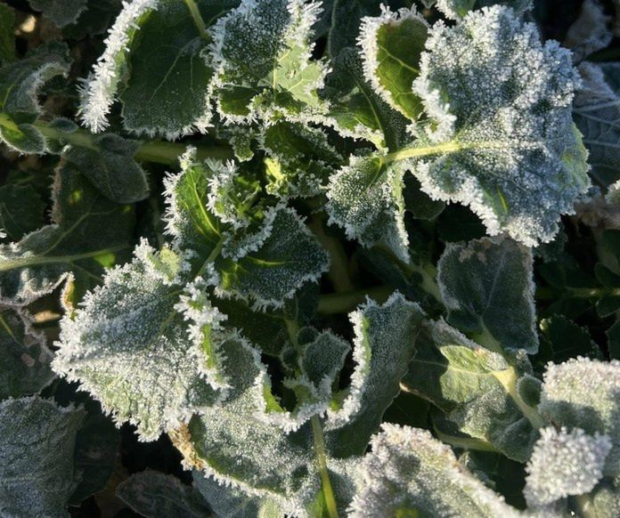 Siarczysty mróz uderzy w oziminy? Rolnicy patrzą z niepokojem