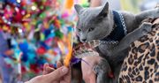 Wrocław. "Psoty" i koty. Święto dla kociarzy na Przedmieściu Oławskim