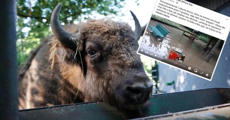 Nawałnica w Poznaniu zalała zoo. Ewakuowano dzieci. Zwierzęta potrzebują pomocy