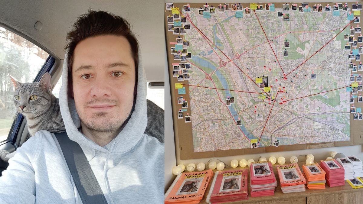 Kot zaginął w maju. Właściciele wciąż go poszukują