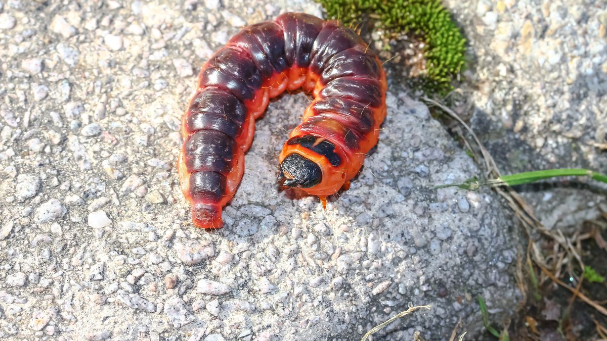 Larwa trociniarki czerwicy