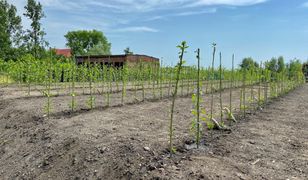 Chorzów. Nieduże drzewka, ważna rola. Zielona instalacja na budowie nowego PSZOK-u