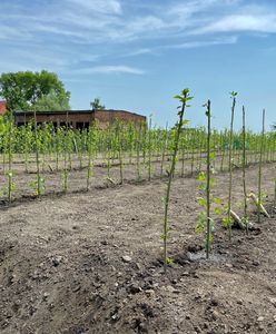 Chorzów. Nieduże drzewka, ważna rola. Zielona instalacja na budowie nowego PSZOK-u