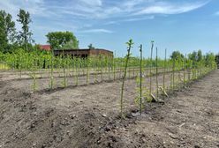 Chorzów. Nieduże drzewka, ważna rola. Zielona instalacja na budowie nowego PSZOK-u