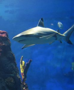 Weszli do wody, by się ochłodzić. Tragedia w Australii