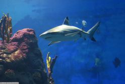 Weszli do wody, by się ochłodzić. Tragedia w Australii