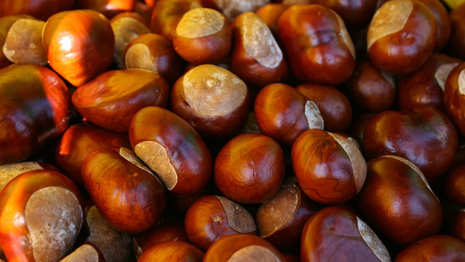 Kasztany