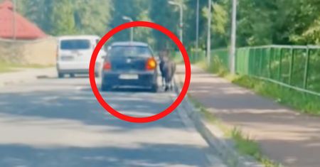 1,2 mln wyświetleń. "Normalnie brak słów". Dostał 100 zł mandatu