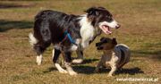 Dlaczego border collie atakuje inne psy?