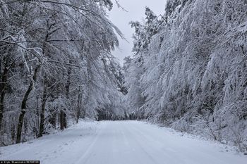 Zakaz w okolicach Nidzicy. Nie można wchodzić do lasu