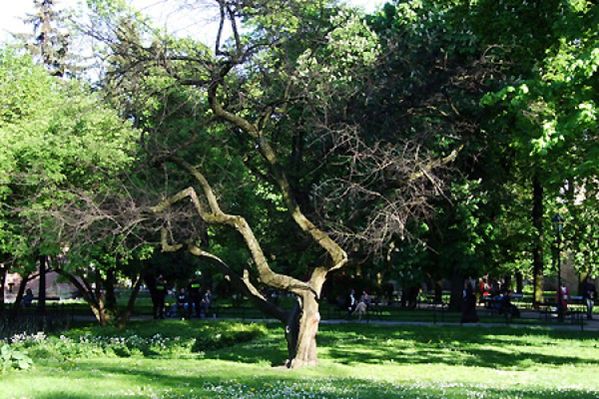 Obraz