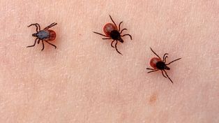 Kleszcze już aktywne. Leśnicy apelują o ostrożność